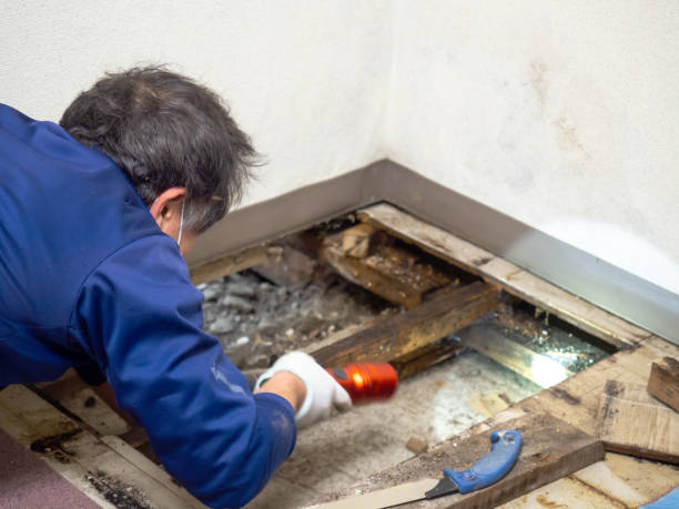 Best Affordable Mold Removal  in Smithfield, NC