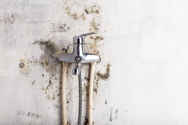 Best Fast Mold Removal  in Smithfield, NC