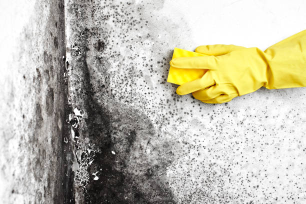 Best Mold Removal Company Near Me  in Smithfield, NC