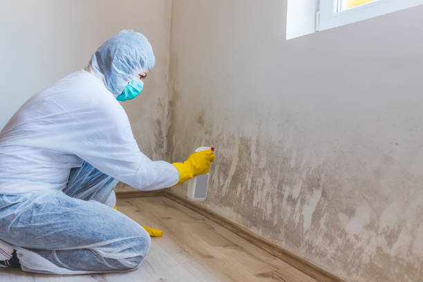 Best Toxic Mold Removal  in Smithfield, NC