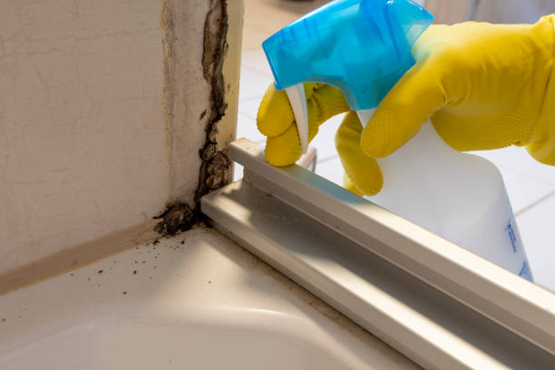 Best Mold Damage Repair  in Smithfield, NC