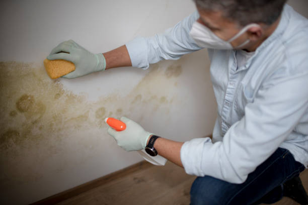 Best Same-Day Mold Removal  in Smithfield, NC
