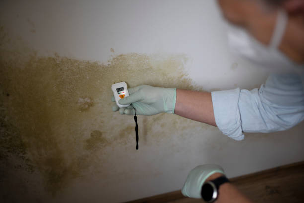 Best Mold Testing and Removal  in Smithfield, NC