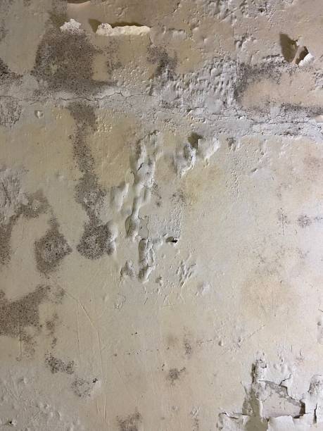 Best Black Mold Removal  in Smithfield, NC