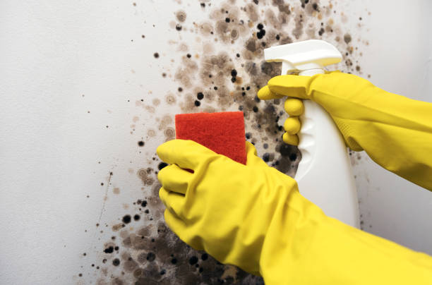 Best Local Mold Removal Service  in Smithfield, NC