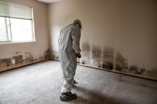 Mold Removal and Inspection in Smithfield, NC