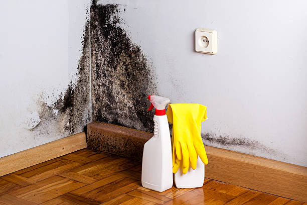 Best Residential Mold Removal  in Smithfield, NC