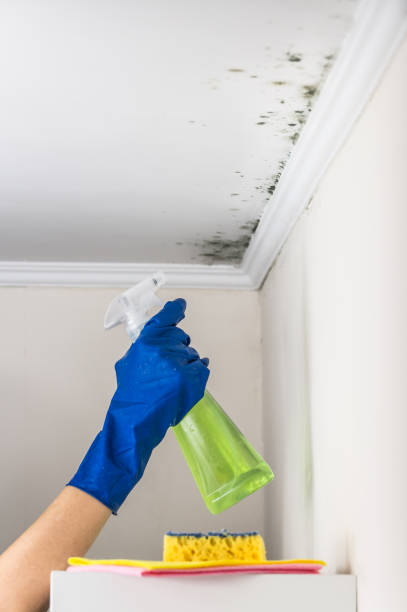 Reliable Smithfield, NC Mold Removal Solutions
