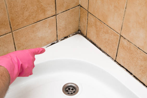 Best Emergency Mold Removal  in Smithfield, NC